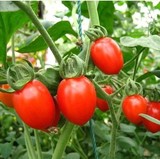 蔬菜种子 珍珠小番茄籽 红圣女果种子 阳台盆栽瓜果 樱桃西红柿籽