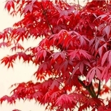 日本红枫树苗 日本红枫小苗 红枫小苗彩色苗木庭院花卉植物盆栽