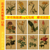 花卉系列海报 玫瑰 牡丹 芍药 水仙 客厅卧室挂画装饰画 复古艺术