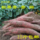 新鲜红薯农家种植沙地地瓜新鲜番薯板栗红薯装新鲜黄心地瓜500g