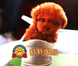 韩系血统出售茶杯犬纯种泰迪幼犬狗狗迷你小体玩具红贵宾泰迪出售
