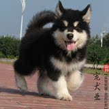 【亿宠】出售纯种标准十字脸阿拉斯加幼犬 巨型犬宠物小狗狗活体