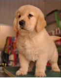 出售宠物狗狗赛级金毛犬幼犬纯种金毛活体幼犬巡回犬猎犬
