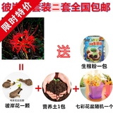 盆栽花卉彼岸花种球红花石蒜花-曼珠沙华曼陀罗种子含盆套餐