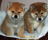 柴犬 日本柴犬 纯种幼犬 宠物狗 支持支付宝 上海地区送货上门