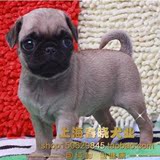 巴哥犬 哈巴狗 纯种幼犬 宠物狗 支持支付宝 上海地区送货上门