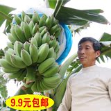 9.9包邮粉蕉新鲜水果香蕉批发 农家 特产米蕉 皇帝蕉 苹果蕉 1斤