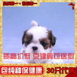 双赛级血统活体 宠物狗狗 纯种西施犬 幼犬京巴 出售保纯保健康17