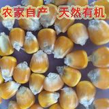 杨爸爸农家自产天然晒干玉米粒爆米花专用有机粗粮5斤包邮