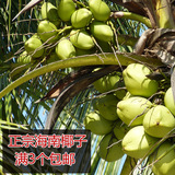 【农场现摘】海南椰青 三亚椰子海南特产新鲜热带水果 1个装包邮