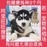 纯种家养西伯利亚雪橇犬/三把火双蓝眼哈士奇/幼犬宠物狗狗出售