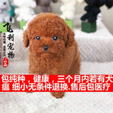 出售纯种玩具型泰迪犬 迷你型泰迪贵宾幼犬 宠物狗狗泰迪犬