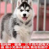 出售纯种红色哈士奇幼犬蓝眼睛三火西伯利亚哈士奇雪橇犬宠物狗
