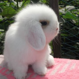 【精品垂耳兔】宠物兔子活体纯种荷兰垂耳兔活体盖脸猫猫兔兔宝宝