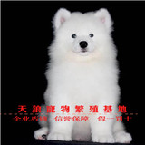 家养萨摩耶幼犬中型犬纯种萨摩耶犬狼版澳版萨摩耶狗狗活体出售5
