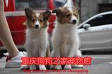 重庆狗狗之家宠物店名犬舍纯种喜乐蒂牧羊犬幼犬出售十年品牌老店