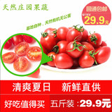 小柿子新鲜樱桃小番茄有机无公害圣女果新鲜水果小西红柿5斤包邮
