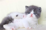 加菲猫宠物猫咪/异国短毛猫/家养纯种短毛/幼猫活体蓝白弟弟DD公
