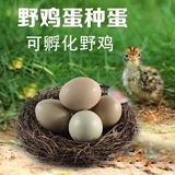野鸡蛋种蛋受精蛋 孵化率高 可孵化小鸡 七彩山鸡种蛋 30枚起包邮