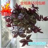 紫竹梅 水培植物 吊兰盆栽 促销绿植吊竹兰净化空气垂吊吸甲醛