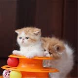 出售宠物猫活体幼猫 加菲猫 异国短毛猫 纯种健康加菲猫