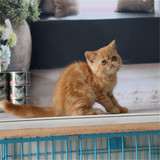 出售纯种 加菲猫宠物猫 异国短毛猫 幼猫 活体 家庭散养保健康
