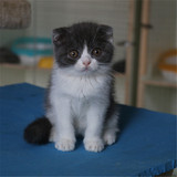 出售纯种英短短毛猫 蓝猫 折耳蓝白猫 宠物猫活体 幼猫 有视频