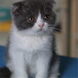 出售 纯种蓝白折耳猫 英国短毛猫 蓝猫宠物猫 幼猫活体可视频挑选