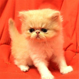 出售家养纯种加菲猫异国短毛猫活体宠物猫黄白虎斑加菲包纯种健康