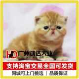 支持淘宝交易 出售纯种加菲猫异国短毛猫猫咪宠物猫支持现场挑选