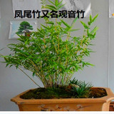 庭院栽培小型竹子 可盆栽做竹子盆景竹子 凤尾竹净化空气植物米竹