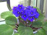 紫罗兰种子四季易种花卉种子 盆栽 室内室外满天星 碗莲种子
