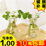 桌面水栽绿萝透明玻璃瓶水仙花瓶 小号景观水培植物吊兰绿植盆栽