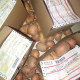 2016年刚挖的 红皮黄心土豆 非转基因新鲜土豆马铃薯 5斤特价包邮