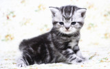 【小雏菊猫舍】美国短毛猫银虎斑公 美短标准银虎斑弟弟