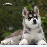 哈士奇犬 纯种幼犬 出售宠物狗狗 三把火蓝眼 赛级西伯利亚雪橇犬