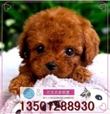 泰迪犬宠物纯种茶杯幼犬出售棕色白色超小玩具型贵宾犬家养活体1