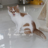 酷猫世界红白净樊加菲猫宠物纯种活体异国短毛猫家养幼猫散养加菲