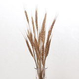 真麦穗天然麦子田园植物艺术干花小麦稻穗大麦拍摄道具DIY花瓶