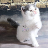 【魅迹湾】CFA注册英国短毛猫蓝白正八字英短蓝猫宠物猫活体