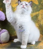 【魅迹湾】蓝双色 海豹双色布偶猫小猫宠物幼猫咪活体猫 猫舍繁育