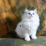 【魅迹湾】山猫纹蓝双色布偶猫 海豹双色 小猫宠物 幼猫咪活体