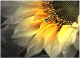 西柚 正品DMC自配十字绣套件 HAE唯美满绣 向日葵与蜜蜂