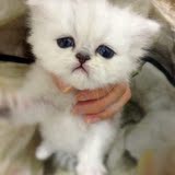 金吉拉猫 纯种幼猫 健康活泼大眼金吉拉宝宝 长毛宠物猫咪