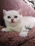 （VVip）英短银渐层弟弟DD 幼猫公猫 实图视频 未来种公 (售罄)