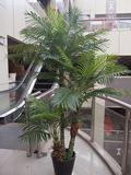 大型仿真植物树人造高仿3粗杆2米3高手感过胶夏威夷葵散尾葵落地