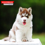 赛级三把火纯种哈士奇幼犬.红色西伯利亚雪橇犬适合家养宠物狗狗