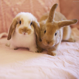 【垂耳兔】节日礼物宠物兔子活体 纯种荷兰垂耳 狮子兔猫猫兔宝宝