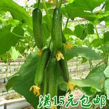 水果黄瓜种子迷你型 春夏秋季阳台盆栽家庭菜园蔬菜蔬果种子