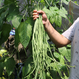 密农人家 新鲜豇豆 农家肥  应季蔬菜 北京当日达